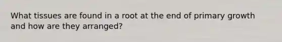 What tissues are found in a root at the end of primary growth and how are they arranged?