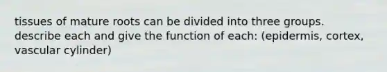 tissues of mature roots can be divided into three groups. describe each and give the function of each: (epidermis, cortex, vascular cylinder)