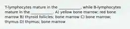 T-lymphocytes mature in the ____________, while B-lymphocytes mature in the ____________. A) yellow bone marrow; red bone marrow B) thyroid follicles; bone marrow C) bone marrow; thymus D) thymus; bone marrow