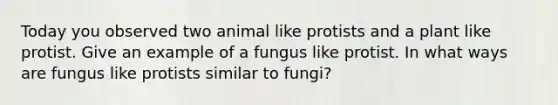 Today you observed two animal like protists and a plant like protist. Give an example of a fungus like protist. In what ways are fungus like protists similar to fungi?