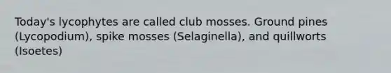 Today's lycophytes are called club mosses. Ground pines (Lycopodium), spike mosses (Selaginella), and quillworts (Isoetes)