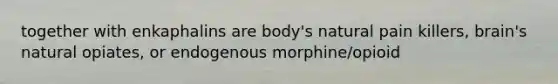 together with enkaphalins are body's natural pain killers, brain's natural opiates, or endogenous morphine/opioid