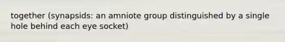 together (synapsids: an amniote group distinguished by a single hole behind each eye socket)