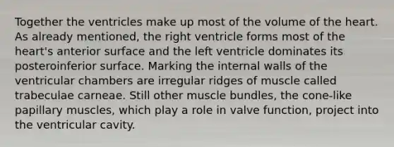 Together the ventricles make up most of the volume of the heart. As already mentioned, the right ventricle forms most of the heart's anterior surface and the left ventricle dominates its posteroinferior surface. Marking the internal walls of the ventricular chambers are irregular ridges of muscle called trabeculae carneae. Still other muscle bundles, the cone-like papillary muscles, which play a role in valve function, project into the ventricular cavity.