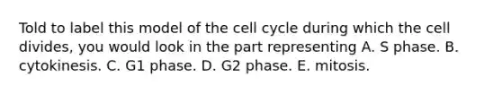 Told to label this model of the cell cycle during which the cell divides, you would look in the part representing A. S phase. B. cytokinesis. C. G1 phase. D. G2 phase. E. mitosis.