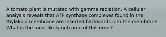 A tomato plant is mutated with gamma radiation. A cellular analysis reveals that ATP synthase complexes found in the thylakoid membrane are inserted backwards into the membrane. What is the most likely outcome of this error?