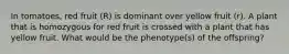 In tomatoes, red fruit (R) is dominant over yellow fruit (r). A plant that is homozygous for red fruit is crossed with a plant that has yellow fruit. What would be the phenotype(s) of the offspring?