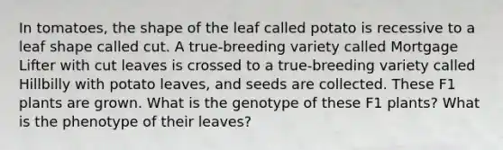 In tomatoes, the shape of the leaf called potato is recessive to a leaf shape called cut. A true-breeding variety called Mortgage Lifter with cut leaves is crossed to a true-breeding variety called Hillbilly with potato leaves, and seeds are collected. These F1 plants are grown. What is the genotype of these F1 plants? What is the phenotype of their leaves?