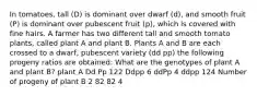 In tomatoes, tall (D) is dominant over dwarf (d), and smooth fruit (P) is dominant over pubescent fruit (p), which is covered with fine hairs. A farmer has two different tall and smooth tomato plants, called plant A and plant B. Plants A and B are each crossed to a dwarf, pubescent variety (dd pp) the following progeny ratios are obtained: What are the genotypes of plant A and plant B? plant A Dd Pp 122 Ddpp 6 ddPp 4 ddpp 124 Number of progeny of plant B 2 82 82 4