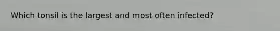 Which tonsil is the largest and most often infected?
