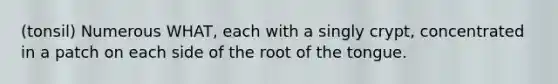 (tonsil) Numerous WHAT, each with a singly crypt, concentrated in a patch on each side of the root of the tongue.