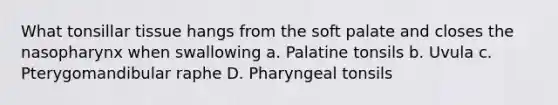 What tonsillar tissue hangs from the soft palate and closes the nasopharynx when swallowing a. Palatine tonsils b. Uvula c. Pterygomandibular raphe D. Pharyngeal tonsils