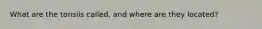 What are the tonsils called, and where are they located?