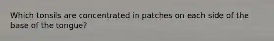 Which tonsils are concentrated in patches on each side of the base of the tongue?