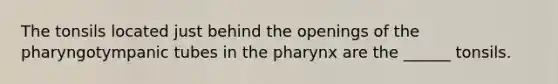 The tonsils located just behind the openings of the pharyngotympanic tubes in the pharynx are the ______ tonsils.