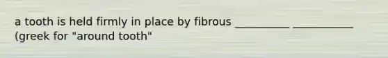 a tooth is held firmly in place by fibrous __________ ___________ (greek for "around tooth"