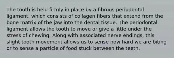 The tooth is held firmly in place by a fibrous periodontal ligament, which consists of collagen fibers that extend from the bone matrix of the jaw into the dental tissue. The periodontal ligament allows the tooth to move or give a little under the stress of chewing. Along with associated nerve endings, this slight tooth movement allows us to sense how hard we are biting or to sense a particle of food stuck between the teeth.