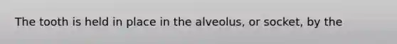 The tooth is held in place in the alveolus, or socket, by the