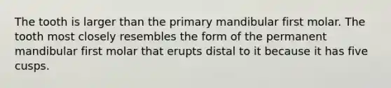 The tooth is larger than the primary mandibular first molar. The tooth most closely resembles the form of the permanent mandibular first molar that erupts distal to it because it has five cusps.