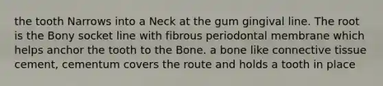 the tooth Narrows into a Neck at the gum gingival line. The root is the Bony socket line with fibrous periodontal membrane which helps anchor the tooth to the Bone. a bone like <a href='https://www.questionai.com/knowledge/kYDr0DHyc8-connective-tissue' class='anchor-knowledge'>connective tissue</a> cement, cementum covers the route and holds a tooth in place