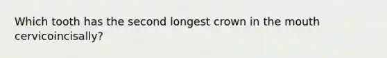 Which tooth has the second longest crown in the mouth cervicoincisally?