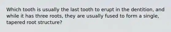 Which tooth is usually the last tooth to erupt in the dentition, and while it has three roots, they are usually fused to form a single, tapered root structure?