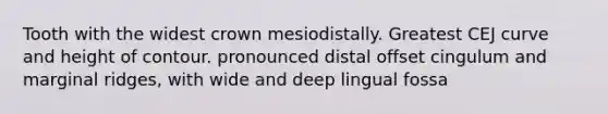 Tooth with the widest crown mesiodistally. Greatest CEJ curve and height of contour. pronounced distal offset cingulum and marginal ridges, with wide and deep lingual fossa