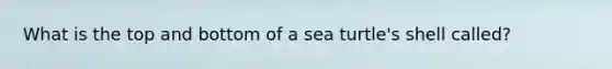 What is the top and bottom of a sea turtle's shell called?