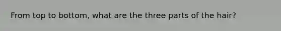 From top to bottom, what are the three parts of the hair?