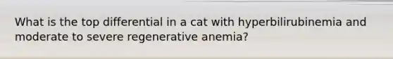 What is the top differential in a cat with hyperbilirubinemia and moderate to severe regenerative anemia?