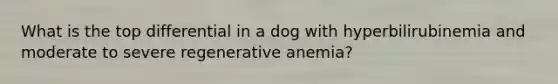 What is the top differential in a dog with hyperbilirubinemia and moderate to severe regenerative anemia?