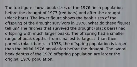 The top figure shows beak sizes of the 1976 finch population before the drought of 1977 (red bars) and after the drought (black bars). The lower figure shows the beak sizes of the offspring of the drought survivors in 1978. What do these figures tell us? The finches that survived the drought (black bars) had offspring with much larger beaks. The offspring had a smaller range of beak depths--from smallest to largest--than their parents (black bars). In 1978, the offspring population is larger than the initial 1976 population before the drought. The overall beak depths of the 1978 offspring population are larger the original 1976 population.