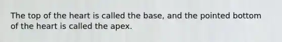 The top of <a href='https://www.questionai.com/knowledge/kya8ocqc6o-the-heart' class='anchor-knowledge'>the heart</a> is called the base, and the pointed bottom of the heart is called the apex.