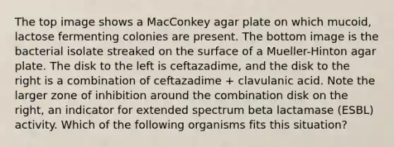 The top image shows a MacConkey agar plate on which mucoid, lactose fermenting colonies are present. The bottom image is the bacterial isolate streaked on the surface of a Mueller-Hinton agar plate. The disk to the left is ceftazadime, and the disk to the right is a combination of ceftazadime + clavulanic acid. Note the larger zone of inhibition around the combination disk on the right, an indicator for extended spectrum beta lactamase (ESBL) activity. Which of the following organisms fits this situation?