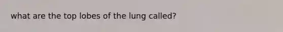 what are the top lobes of the lung called?