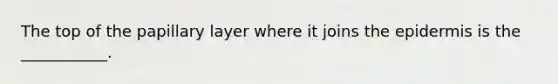 The top of the papillary layer where it joins the epidermis is the ___________.