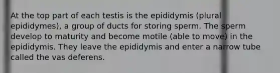 At the top part of each testis is the epididymis (plural epididymes), a group of ducts for storing sperm. The sperm develop to maturity and become motile (able to move) in the epididymis. They leave the epididymis and enter a narrow tube called the vas deferens.