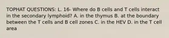 TOPHAT QUESTIONS: L. 16- Where do B cells and T cells interact in the secondary lymphoid? A. in the thymus B. at the boundary between the T cells and B cell zones C. in the HEV D. in the T cell area