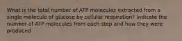 What is the total number of ATP molecules extracted from a single molecule of glucose by cellular respiration? Indicate the number of ATP molecules from each step and how they were produced.