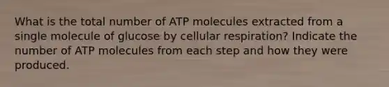 What is the total number of ATP molecules extracted from a single molecule of glucose by cellular respiration? Indicate the number of ATP molecules from each step and how they were produced.