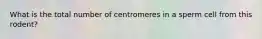 What is the total number of centromeres in a sperm cell from this rodent?