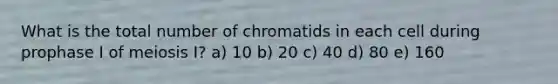 What is the total number of chromatids in each cell during prophase I of meiosis I? a) 10 b) 20 c) 40 d) 80 e) 160