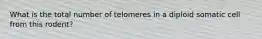 What is the total number of telomeres in a diploid somatic cell from this rodent?