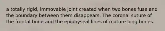 a totally rigid, immovable joint created when two bones fuse and the boundary between them disappears. The coronal suture of the frontal bone and the epiphyseal lines of mature long bones.