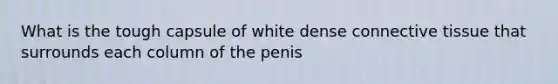 What is the tough capsule of white dense connective tissue that surrounds each column of the penis