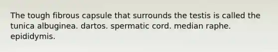 The tough fibrous capsule that surrounds the testis is called the tunica albuginea. dartos. spermatic cord. median raphe. epididymis.