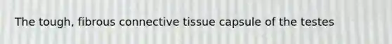 The tough, fibrous connective tissue capsule of the testes