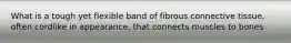 What is a tough yet flexible band of fibrous connective tissue, often cordlike in appearance, that connects muscles to bones