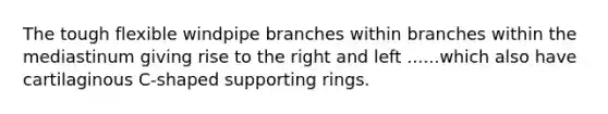 The tough flexible windpipe branches within branches within the mediastinum giving rise to the right and left ......which also have cartilaginous C-shaped supporting rings.