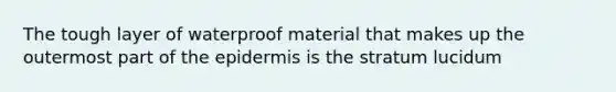 The tough layer of waterproof material that makes up the outermost part of the epidermis is the stratum lucidum